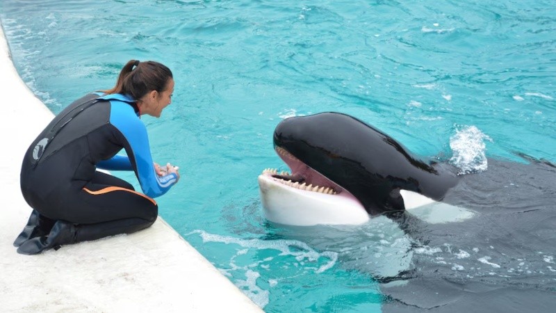 Este domingo murió Kshamenk, la única orca que permanecía en cautiverio en toda Sudamérica.