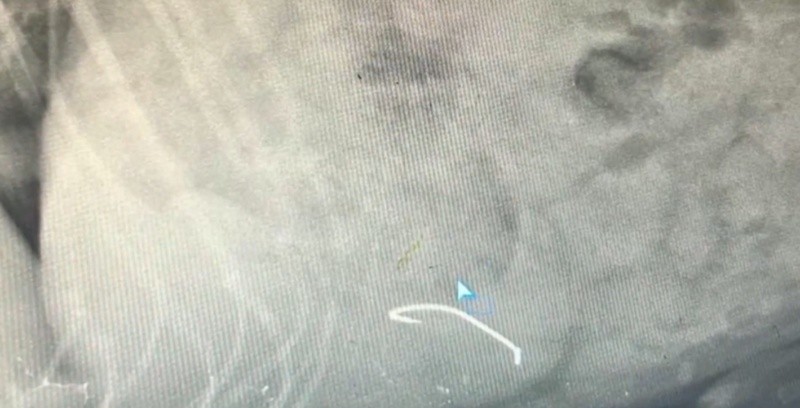 &nbsp;En la radiografía que le hicieron al animal se pudo identificar claramente el anzuelo.
