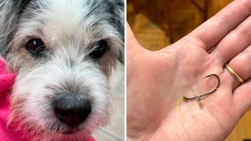 Un perro se tragó un anzuelo mientras lo paseaban en el parque España.