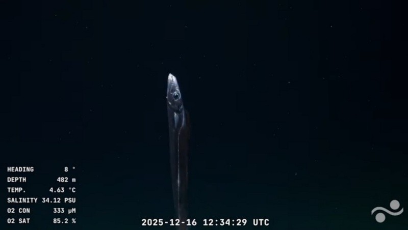 Otro de los avistamientos fue el de un aparente pez sable.&nbsp;