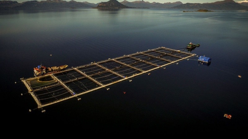 Las salmoneras son instalaciones de acuicultura que crían y engordan salmones en grandes jaulas flotantes en el mar o lagos.