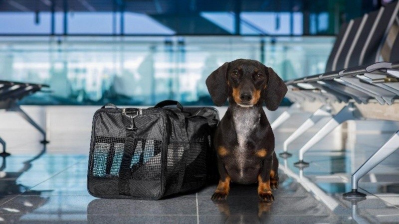 La norma aplica a mascotas generales.