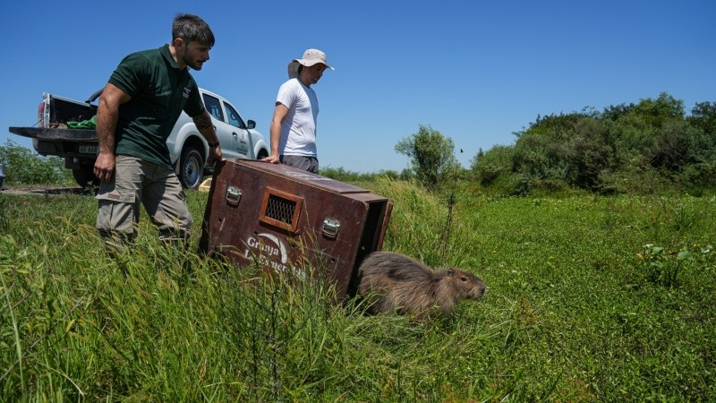 Una carpincha, dos gatos monteses, 13 comadrejas y un yacaré fueron liberados en una reserva privada de Cayastá.
