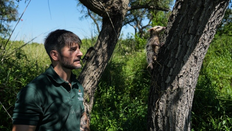 Las zarigüezas, crías de una madre fallecida, fueron dejadas sobre unos ceibos.