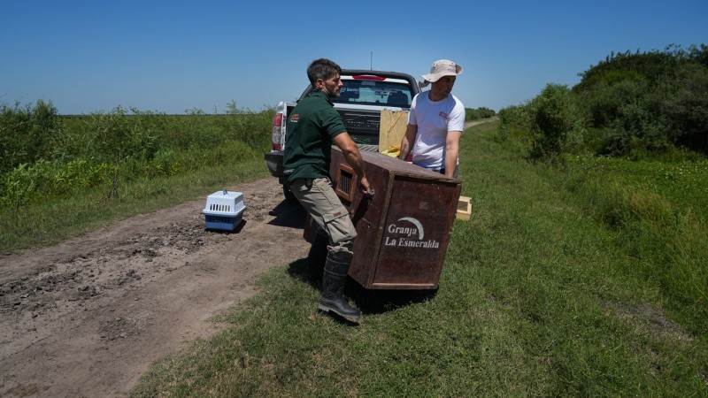 La carpincha estuvo un año en La Esmeralda: llegó herida con mordeduras de perro.