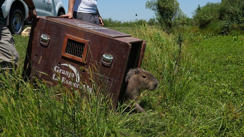 Se abre la tapa lateral y asoma el pelaje marrón del roedor más grande del mundo.