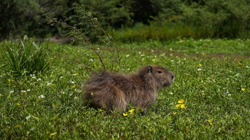 La capibara cruzó la pequeña laguna y se perdió en el monte de la Reserva de Usos Múltiples (RUM).