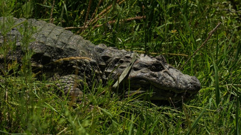 En Santa Fe se realizó el Proyecto Yacaré que logró sacar la especie del peligro de extinción.