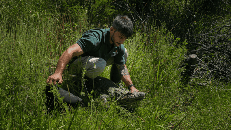 El yacaré fue rehabilitado en La Esmeralda y liberado en una reserva privada de Cayastá.