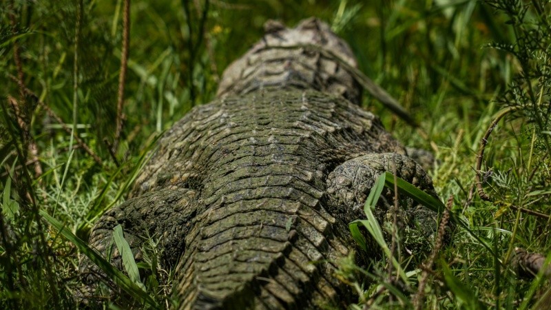 &nbsp;&nbsp;Alan Monzón/Rosario3