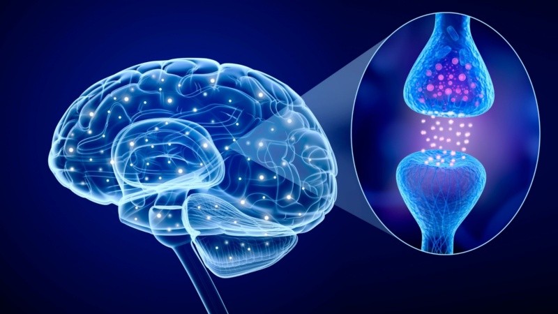 El sensor permite transformar la forma que se mide y analiza la actividad neuronal.