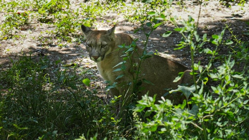 Los pumas fueron decomisados de un coto de caza ilegal en la estancia La primavera, departamento San Cristóbal.