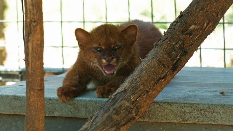 Una cría de yaguarundí, felino del pastizal.