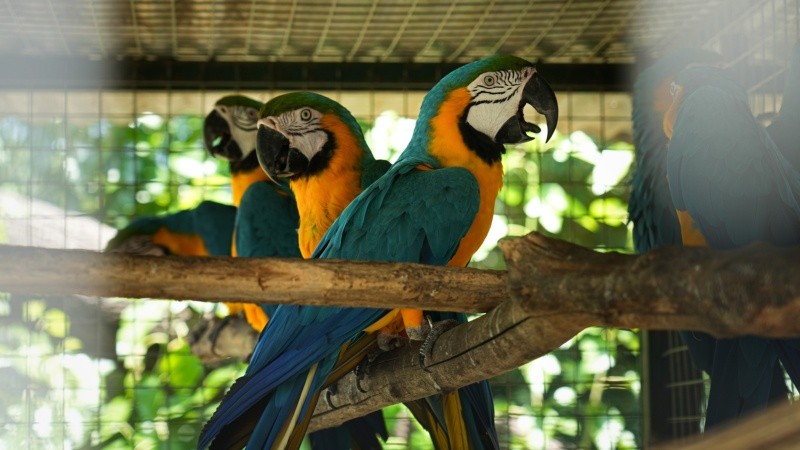 Los colores azules, verdes y amarillos saltones de unos guacamayos recuperados del tráfico ilegal.