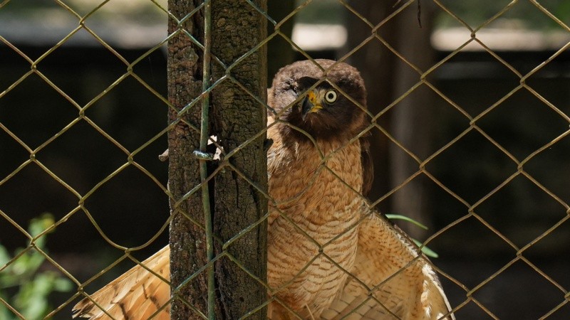 Los animales enfermos o con lesiones no son liberados: forman parte del plantel estable.