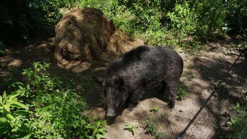 Amadeo, un jabalí adulto que lleva ya varios años en la exgranja.