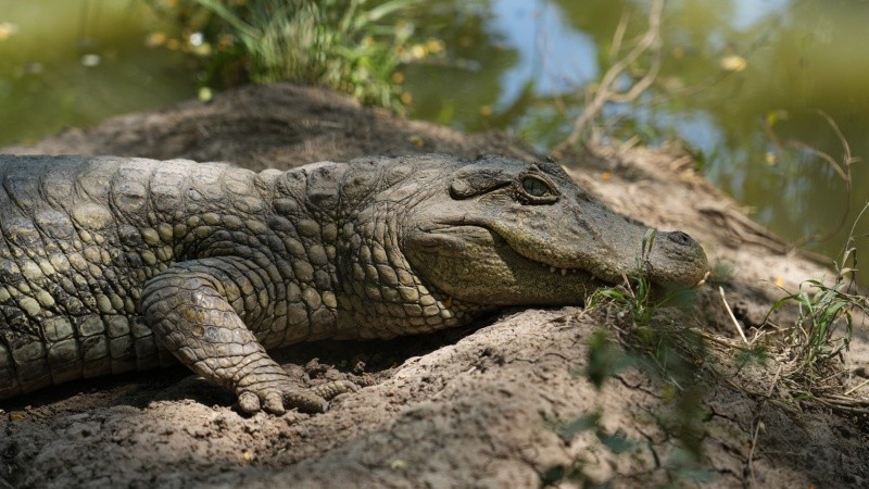 En la laguna del centro, hay más de 320 reptiles. Once fueron liberados este año.
