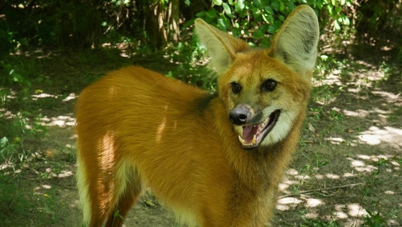 &nbsp;Alan Monzón/Rosario3