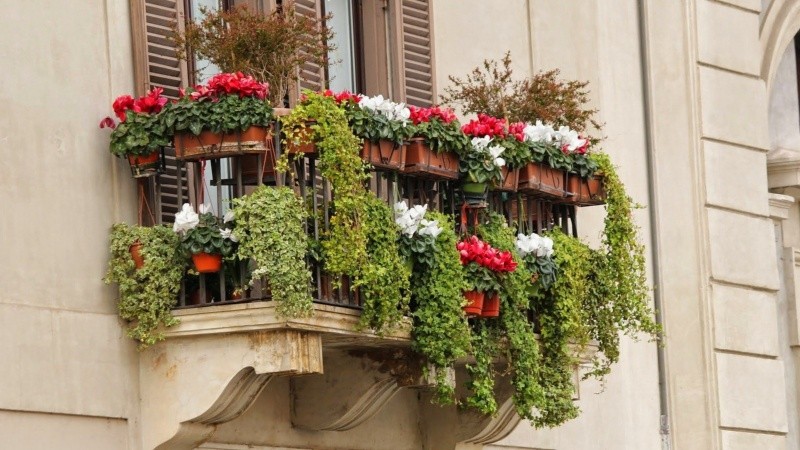 Especies que no solo toleran el calor intenso y el sol directo, sino que además aportan verde, color y estilo.