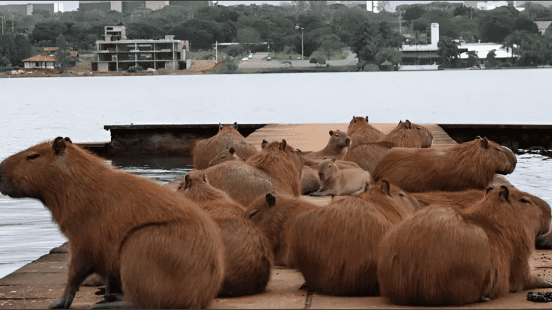 Polémica en Nordelta por un operativo para remover carpinchos pese a una cautelar.