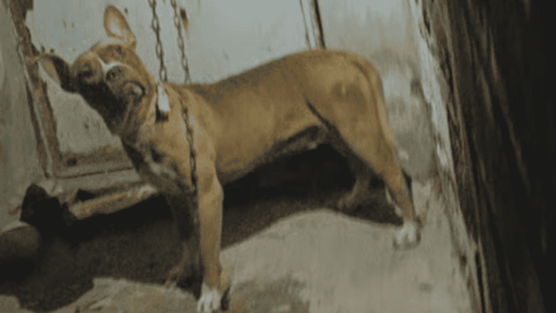 Según contaron los vecinos, el momento fue desesperante.