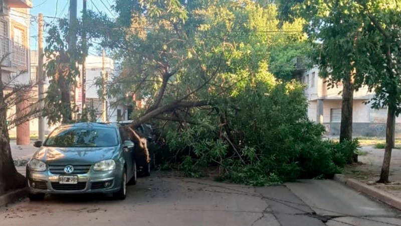 Los árboles caídos forman parte del ranking de reclamos de los rosarinos.