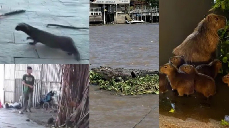 El hurón, el yacaré y los carpinchos.