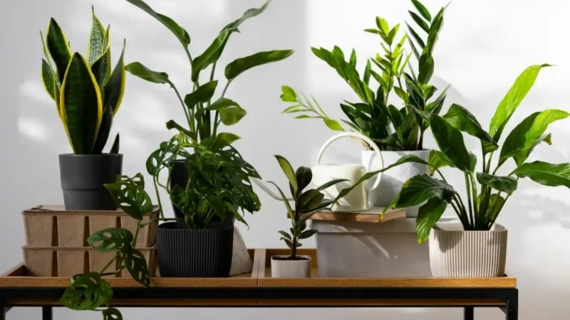 Grandes aliadas para atravesar los días con temperaturas más altas.