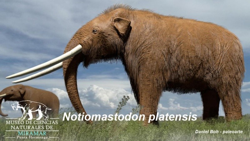 &nbsp;Los hallazgos de esta especie aportan información clave sobre los cambios climáticos, ambientales y faunísticos ocurridos en la región miles de años atrás.