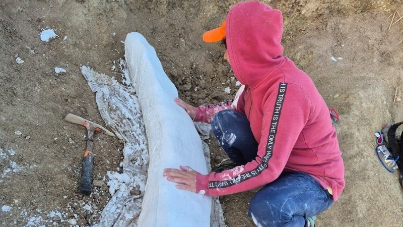 El colmillo recuperado supera los 1,5 metros de longitud, lo que lo convierte en una pieza de gran relevancia científica y patrimonial.