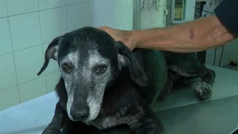 Negra es una perra conocida y querida por los vecinos de barrio Godoy.