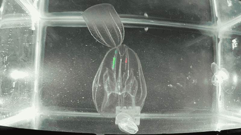La laguna veneciana sufre el avance de medusas caníbales y cangrejos azules.&nbsp;