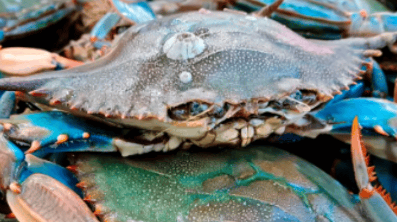 La laguna veneciana sufre el avance de medusas caníbales y cangrejos azules.&nbsp;