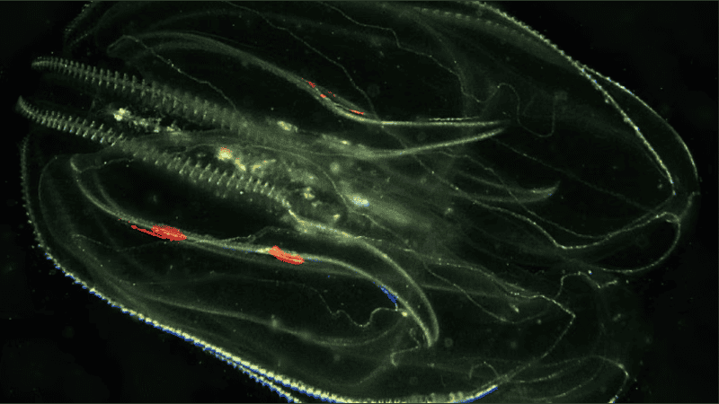 La laguna veneciana sufre el avance de medusas caníbales y cangrejos azules.