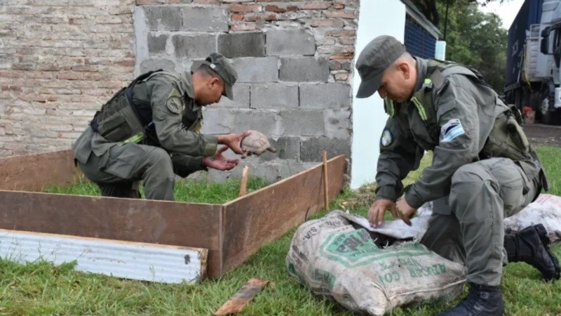 Los gendarmes hallaron 150 tortugas encimadas en cajas y bolsas dentro del camión.