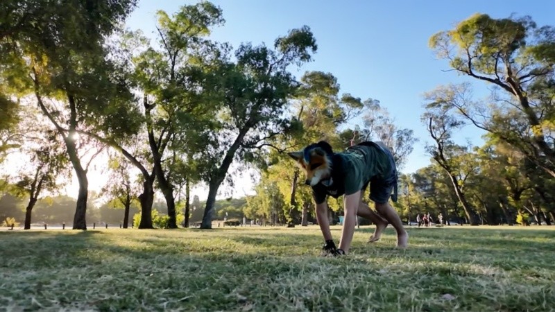 La mayoría subraya que no creen ser literalmente animales ni buscan derechos legales como tales, sino respeto por su vivencia personal.&nbsp;