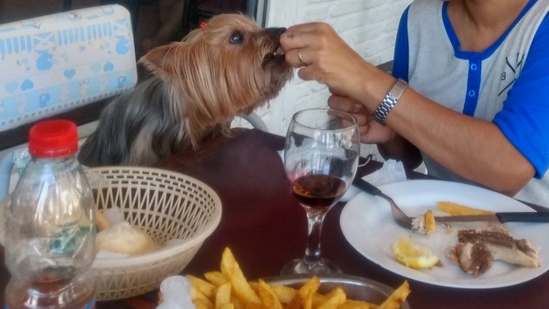 El proyecto establece algunas definiciones y principios en pos del bienestar de los animales de compañía.