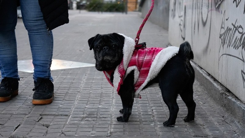 &nbsp;Se incorpora la figura de paseadores y paseadoras voluntarios, y habrá un registro y una escuela para paseadores.