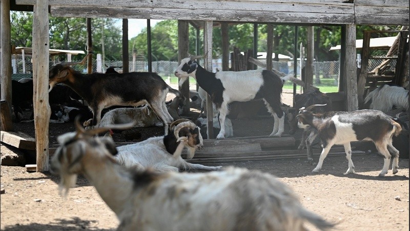 Los animales murieron sin causa visible y se abrió una investigación sobre el alimento que ingirieron.