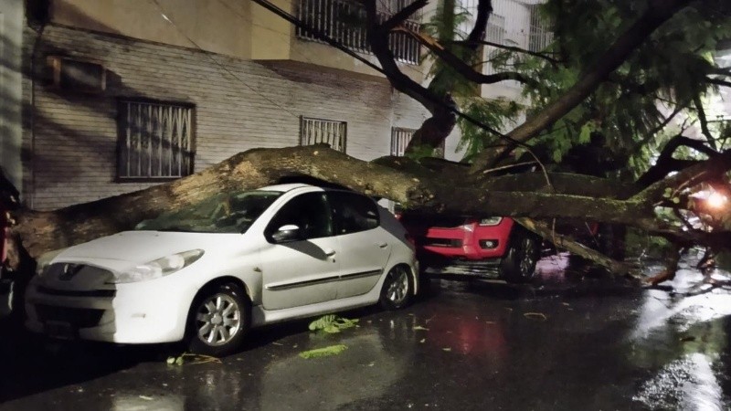 El árbol caído en Maipú y Montevideo.