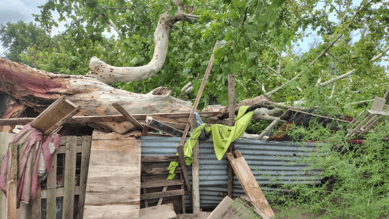 La vivienda con el enorme ejemplar de plátano.&nbsp;