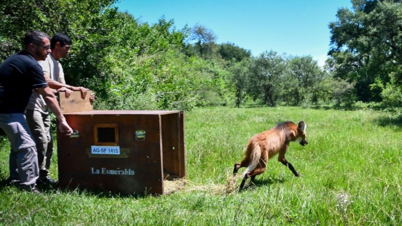 El aguará guazú fue hallado en malas condiciones, curado y liberado en una zona rural de Alejandra.
