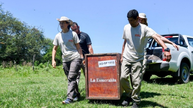 El aguará guazú fue hallado en malas condiciones, curado y liberado en una zona rural de Alejandra.