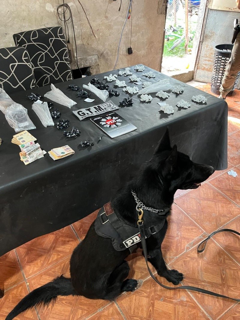 Kenzo, el perro que detectó escondites en uno de los domicilios.