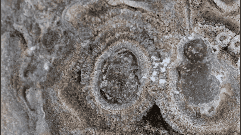 A pesar de la explicación científica, el vídeo viral desencadenó una avalancha de reacciones en línea.