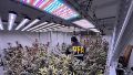 Desmantelaron un vivero indoor en el que cultivaban más de 200 plantas de marihuana de alta calidad.