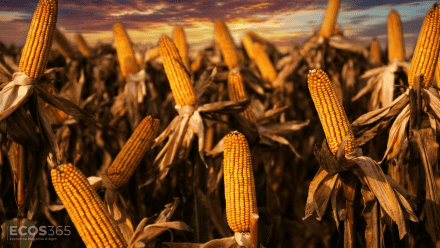 La cadena maicera espera un guiño del Gobierno.