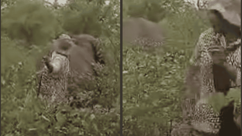 Se estima que 500 personas mueren anualmente en África a causa de elefantes, a menudo debido a la reducción de sus hábitats y a conflictos por recursos.