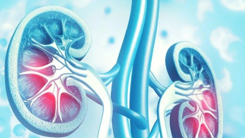 La ERC es una enfermedad silenciosa. Puede avanzar durante años sin síntomas evidentes y, al detectarse en etapas avanzadas, puede requerir diálisis o transplante renal.