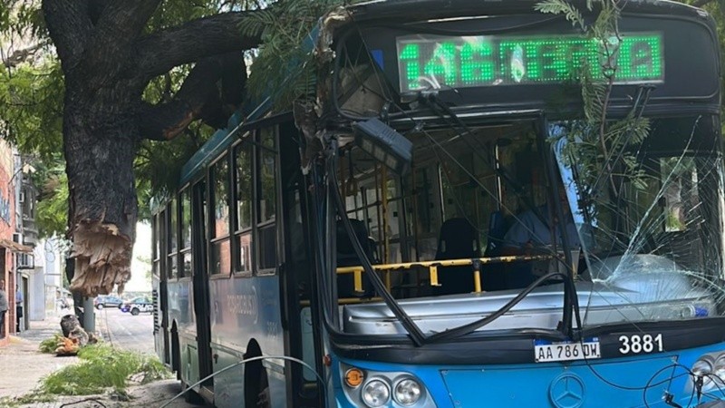 El colectivo con el jacarandá enganchado.